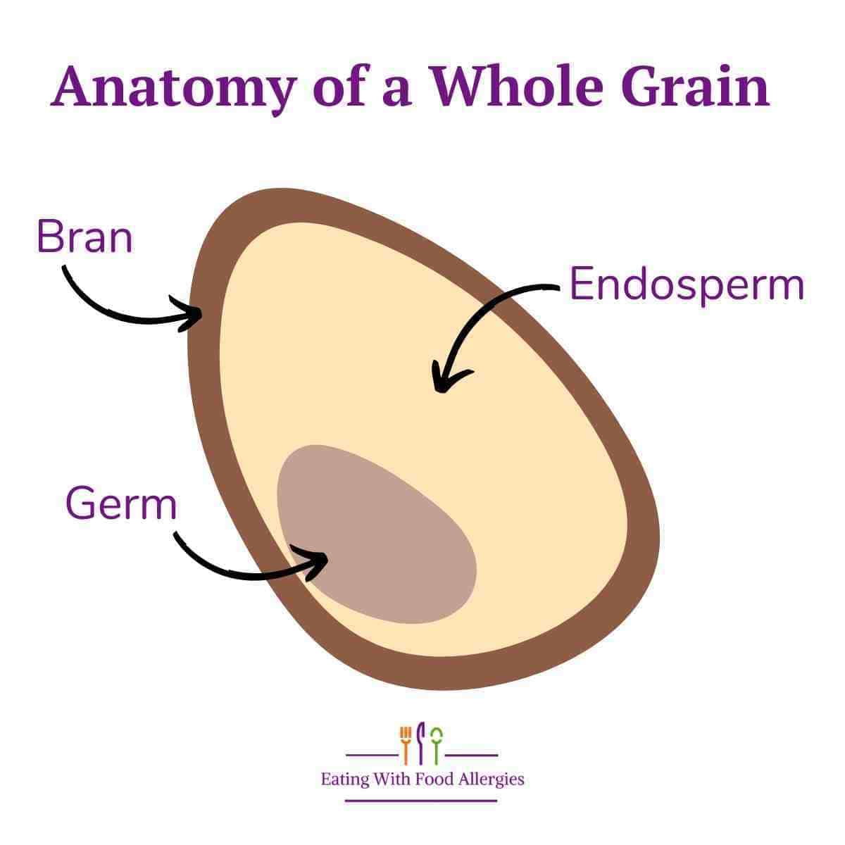 The anatomy of a whole grain that includes three parts: the bran, the germ, and the endosperm.